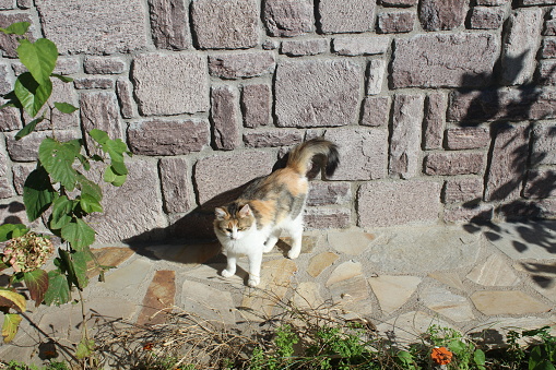 white-orange sweet cat sitting on the stone playing and stone bricks in the background