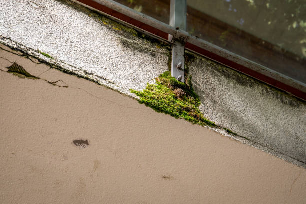 istock Defects in the facade of the building. Moss on the wall 1810072247