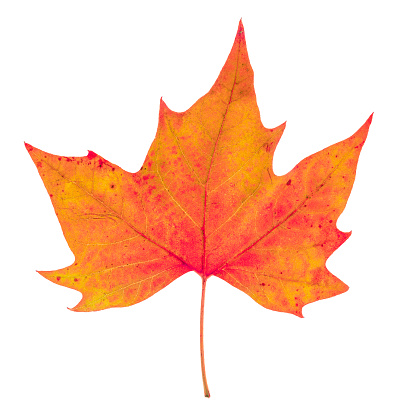 Maple leaves in autumn on a white background