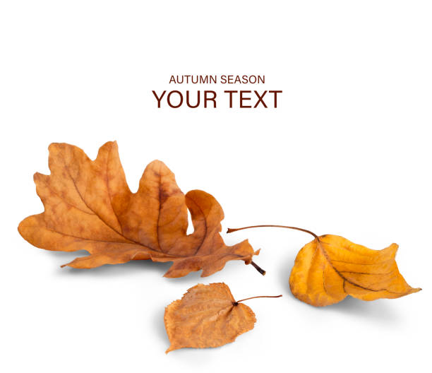 istock Autumn various fallen leaves on a white background with shadow. Autumn season concept for page, template, banner or autumn background. A path for isolation without shadows.without shadows. 1810086218
