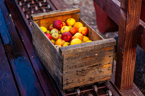 Fresh apples in a wooden crate on a conveyor belt on a rural farm, bushel of red and yellow apples after harvest in the autumn