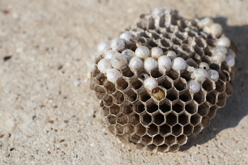 Wasp nest with larvae inside in the sun