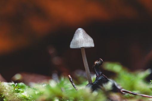 Small mushroom close up