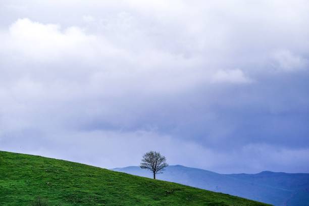 istock there is a lone tree standing alone on a green hill 1810098003