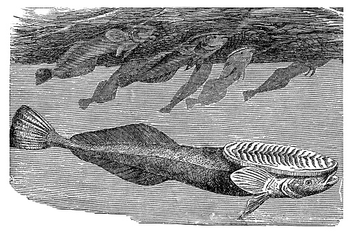 A Live Sharksucker remora fish (echeneis naucrates). Vintage etching circa 19th century.