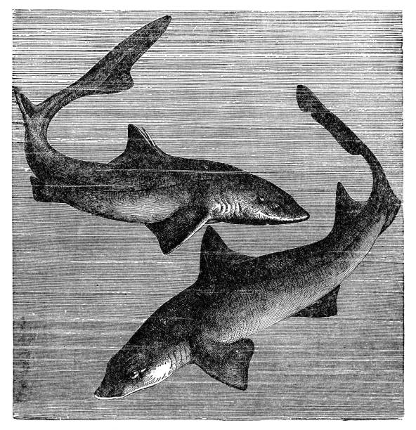 illustrazioni stock, clip art, cartoni animati e icone di tendenza di squalo palombo spinoso (squalus acanthias) e squalo segugio scuro (mustelus canis) - 19° secolo - spinarolo immagine