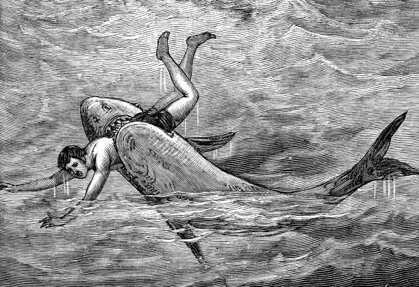 A person being attacked by a Great White Shark. Vintage etching circa 19th century.