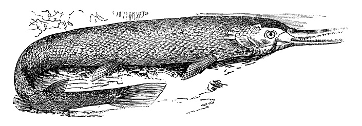 A Longnose Gar fish (lepisosteus osseus). Vintage etching circa 19th century.