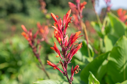 Close up of Indian shot (canna indica) flowers in bloom