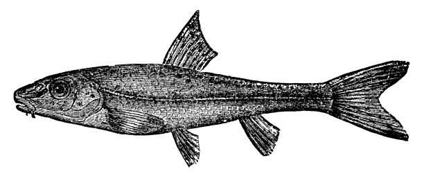 Gudgeon Fish (Gobio Gobio) - 19th Century A Gudgeon fish (gobio gobio). Vintage etching circa 19th century. gobio gobio stock illustrations