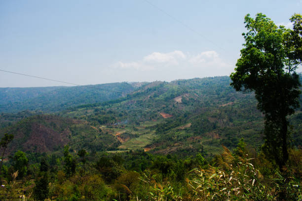 istock A terrace farming with a forest 1810117705