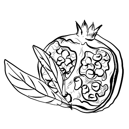 pomegranate cut in half with leaves freehand drawing vector