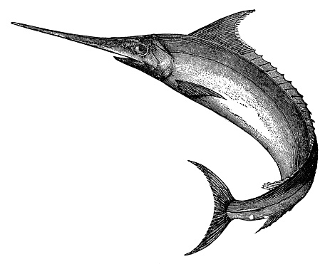 A White Marlin billfish (kajikia albida). Vintage etching circa 19th century.