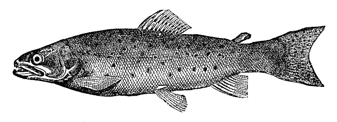 A River Trout fish (salmo trutta fario). Vintage etching circa 19th century.