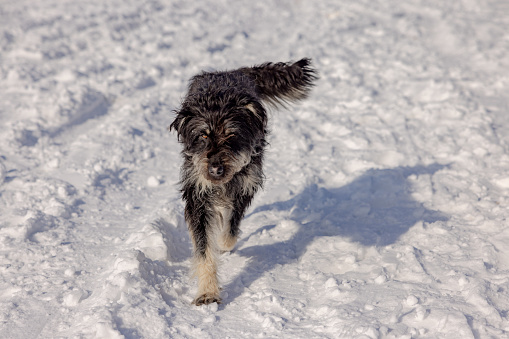 Portrait of a stray black dog, walking on the mountain during winter day