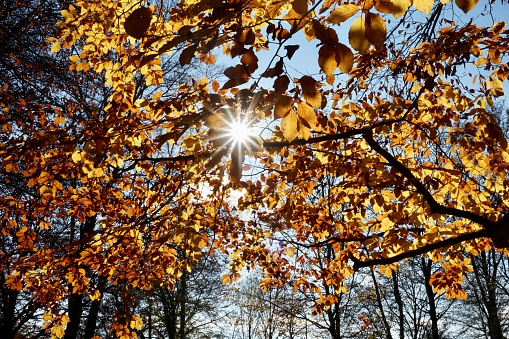 The sun's rays break through the autumn leaves on the tree. The sun shines through the yellow autumn leaves on the tree. Beautiful autumn in Upper Bavaria.