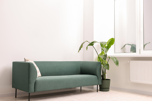 Stylish sofa and potted houseplant in room. Interior design