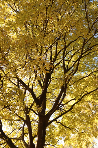 Yellow leaves of a celtis Australis tree in autumn
