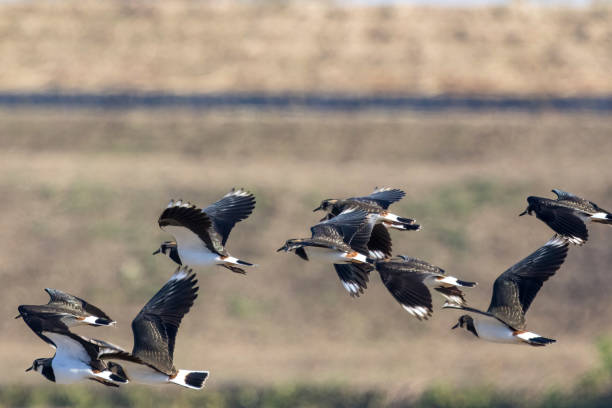 istock Northern lapwing flying over the rice paddy. 1810170486