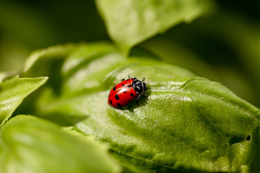 Lady bug Coccinellidae in a garden as organic pest control on top of a basil leaf.