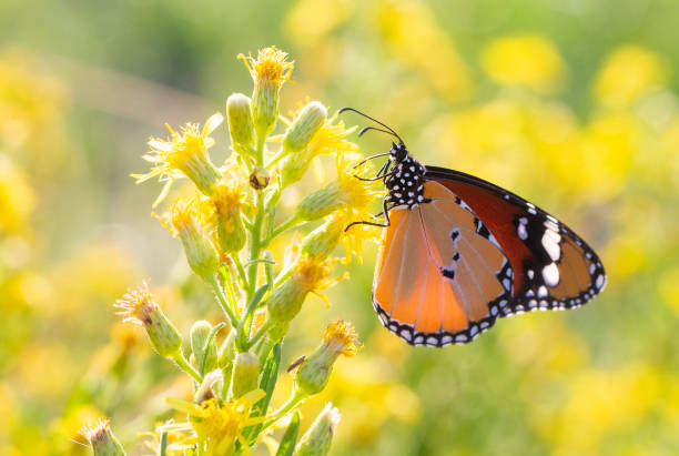 istock Sultan butterfly on plant ; Danaus chrysippus butterfly 1810187734