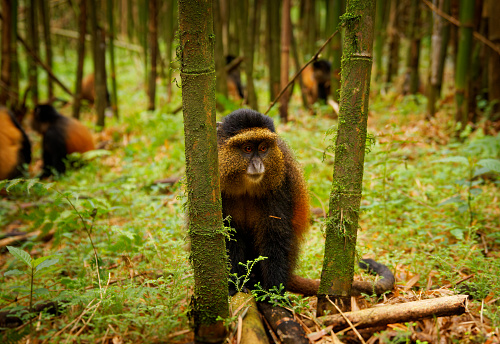 Two cute monkeys playing on a monkey trail on the Ao Nang beach in Thailand.