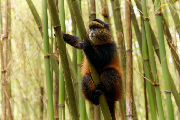 istock Golden Monkey - Cercopithecus kandti originally subspecies of Blue monkey (Cercopithecus mitis kandti), found in Mgahinga in Uganda, Volcanoes in Rwanda and Virunga in highland forest near bamboo. 1810188266