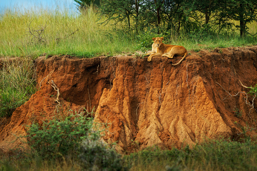 Lioness laying in the hillside in bush in Murchison falls National Park in Uganda Africa. Lion - Panthera leo king of the animals. Lion - the biggest african cat. Nice green and brown environment.