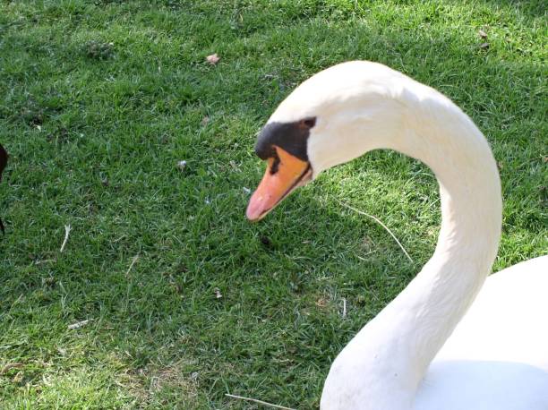 istock Beautiful bird portrait goose white swan 1810209473