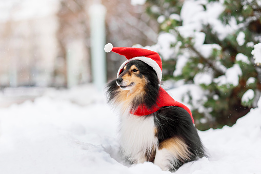 Cute and funny little dog with red scarf playing in the snow. Happy sheltie dogs having fun with snowflakes. Outdoor winter holidays happiness. Christmas and New year concept.