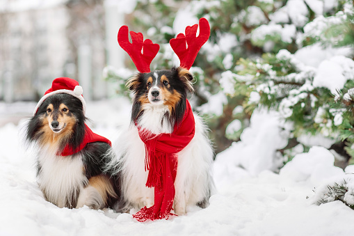 Two Cute and funny little dogs with red scarf playing in the snow. Happy sheltie dogs having fun with snowflakes. Outdoor winter holidays happiness. Christmas and New year concept.