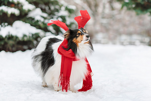 Cute and funny little dog with red scarf and deer horns playing in the snow. Happy sheltie dogs having fun with snowflakes. Outdoor winter holidays happiness. Christmas and New year concept.