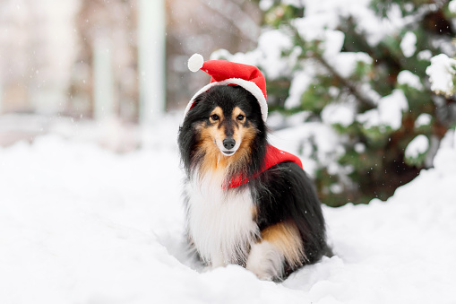 Cute and funny little dog with red scarf playing in the snow. Happy sheltie dogs having fun with snowflakes. Outdoor winter holidays happiness. Christmas and New year concept.