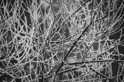 Close up of a branches at winter