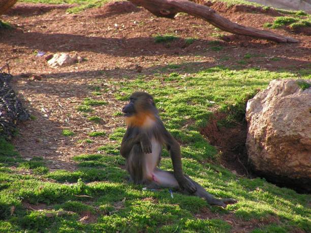 istock Small monkey on the ground wildlife 1810219350