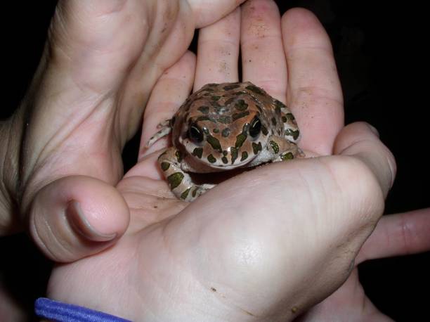 istock Small frog on the palm hand 1810219370