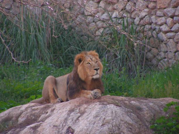 istock Lion wildlife animal 1810219895