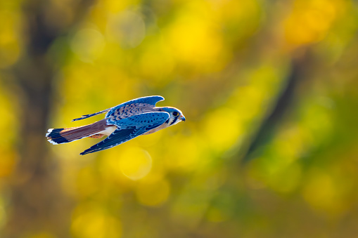 American Kestrel In Flight With Fall Color Background