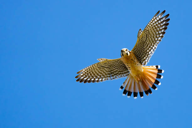 American Kestrel Hovers Over Photographer Prey