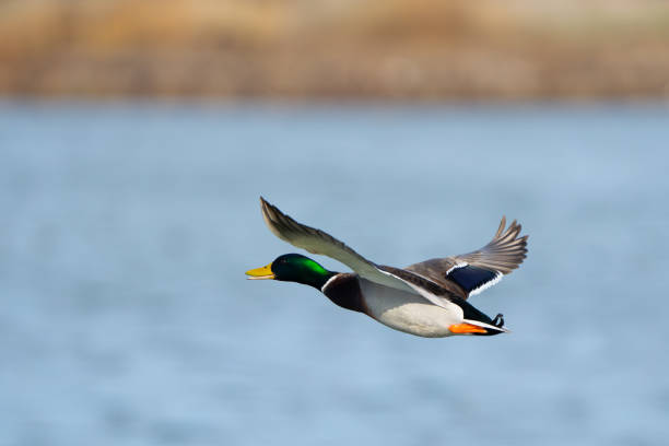 istock Drake Mallard in Flight With Blue Water Background 1810228902