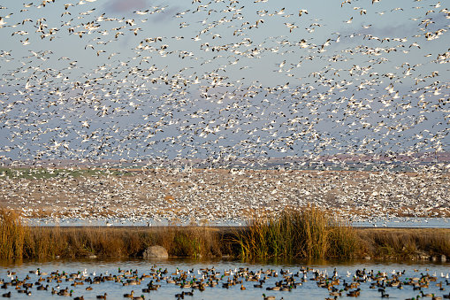 Snow Geese Circling in Preparation for Landing