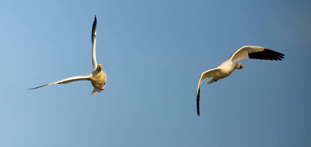 istock Snow Geese Circling in Preparation for Landing 1810228944