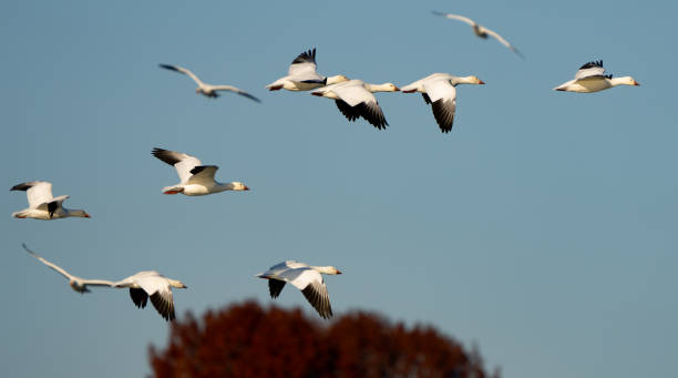 istock Snow Geese Circling in Preparation for Landing 1810228945