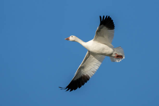 istock Snow Geese Circling in Preparation for Landing 1810228948