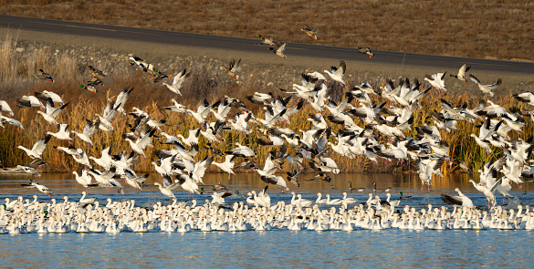 Snow Geese Circling in Preparation for Landing