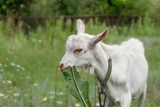 una capra bianca sta pascolando in un prato. una simpatica capretta sta mangiando l'erba verde su un prato. - kid goat goat milk young animal foto e immagini stock