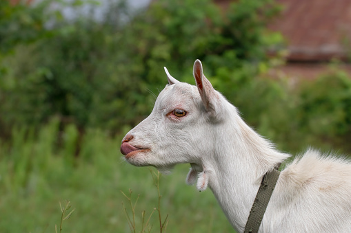 Portrait of a funny little goat.White goat with a funny muzzle.Theme: funny animals.