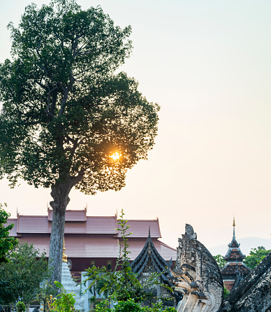 Surrounding the central chedi of the extensive temple area, ancient Lanna architecture,lit by soft setting sunlight, surrounded by trees,within the Old City perimeters of Chiang mai.