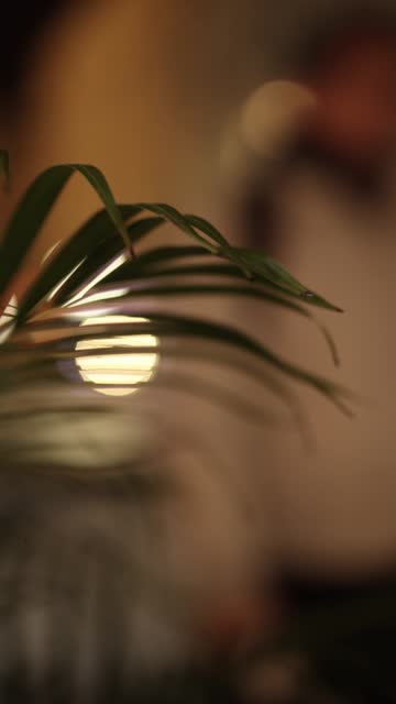 Palm trees, Night, Lights