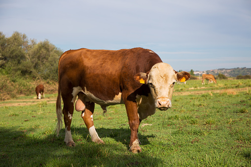 Close-up of Fleckvieh or Simmental breed bull and cow in meadow eating grass, bobbin livestock concept.